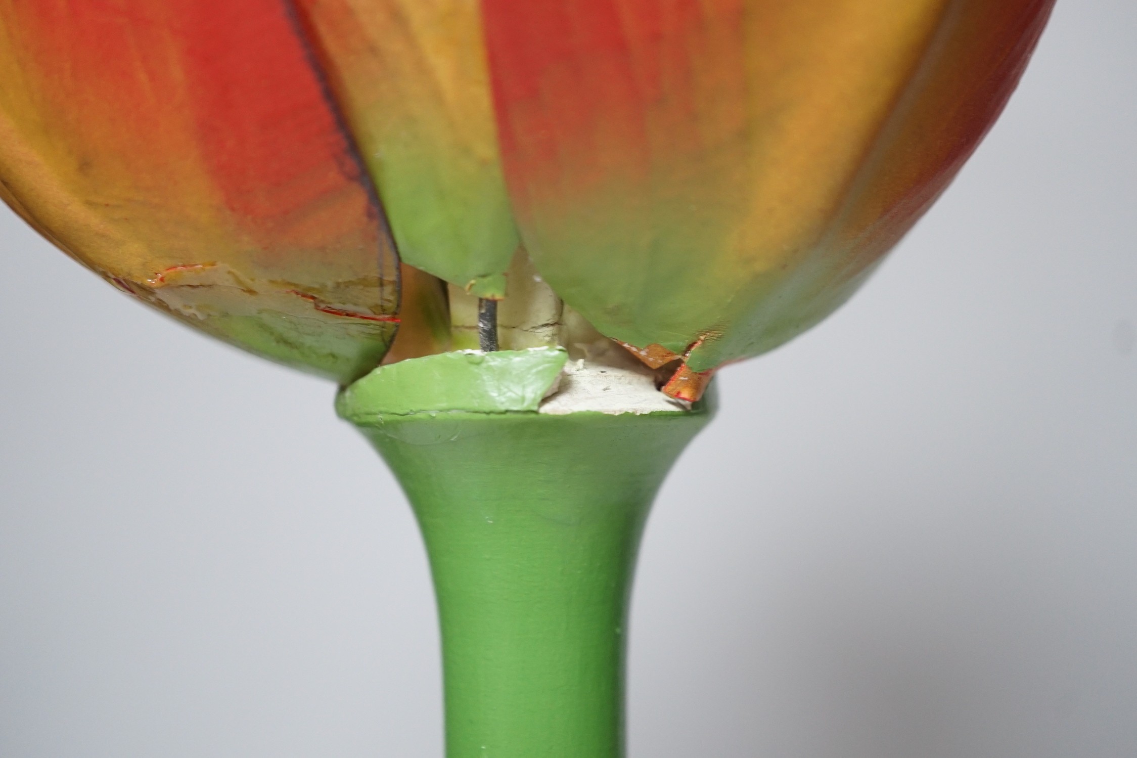 Scientific Brendel model of a tulip, 52cm